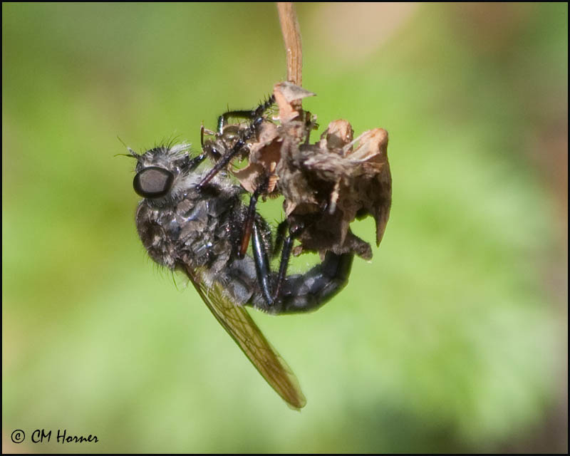 2051 Robber Fly female.jpg