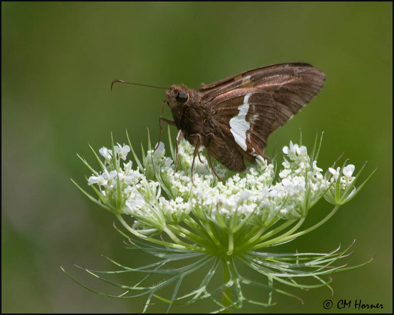 2084 Silver-spotted Skipper.jpg