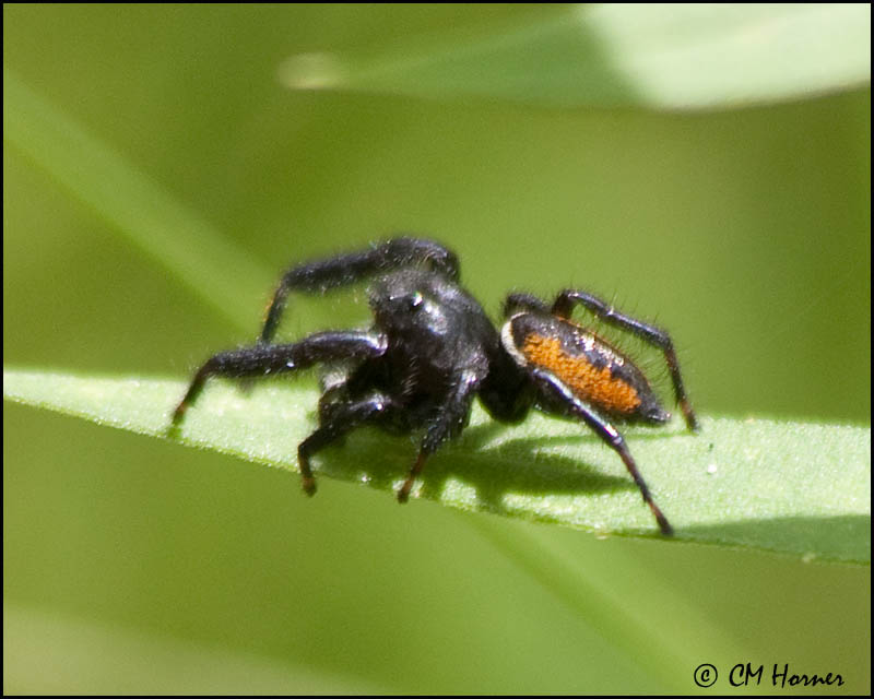 2105 Jumping Spider P. clarus.jpg