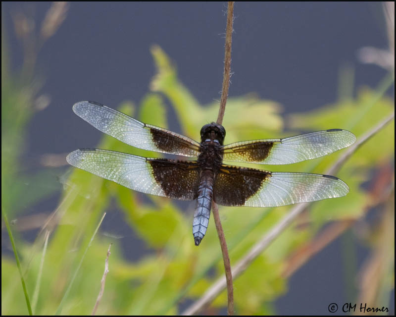 2129 Widow Skimmer male.jpg