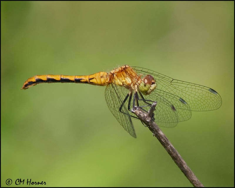 2138 Meadowhawk sp female.jpg