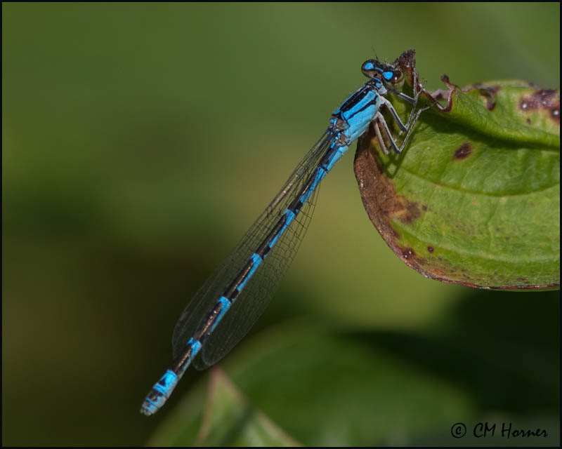 2148 Northern or Boreal Bluet.jpg