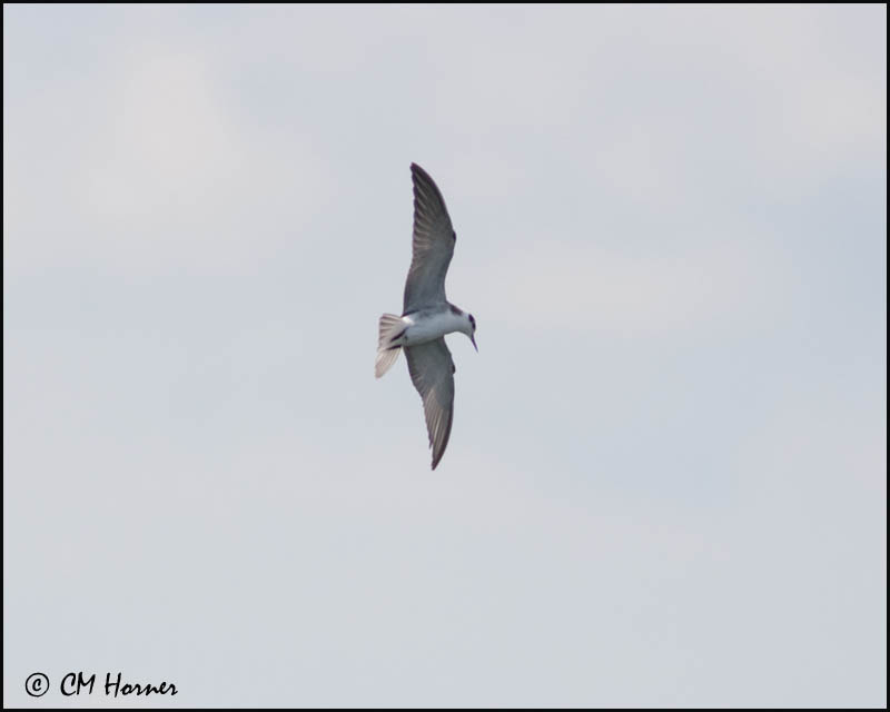 2175 Black Tern.jpg
