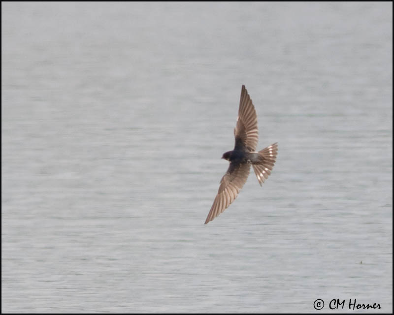 2296 Barn Swallow juvenile.jpg