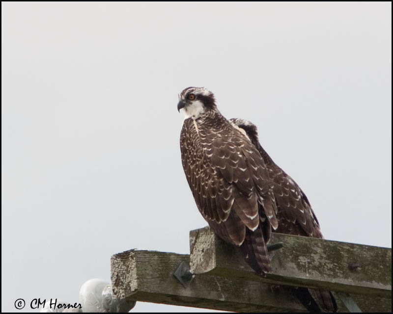 2400 Osprey.jpg