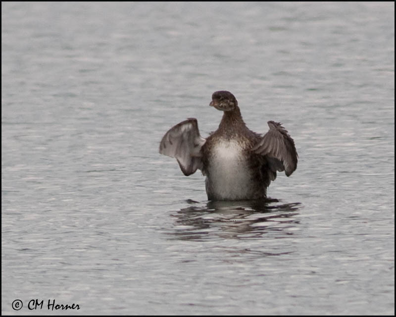 2462 Pied-billed Grebe juvenile