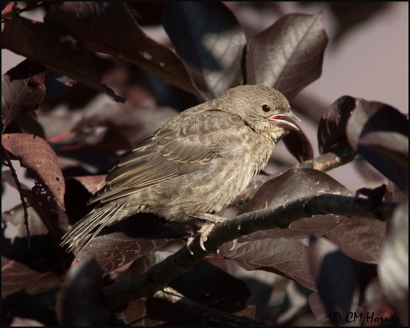 2529 Brown-headed Cowbird juvenile.jpg