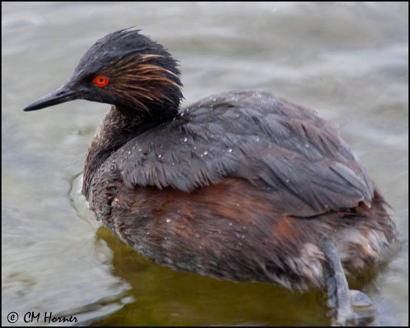 2594 Eared Grebe.jpg