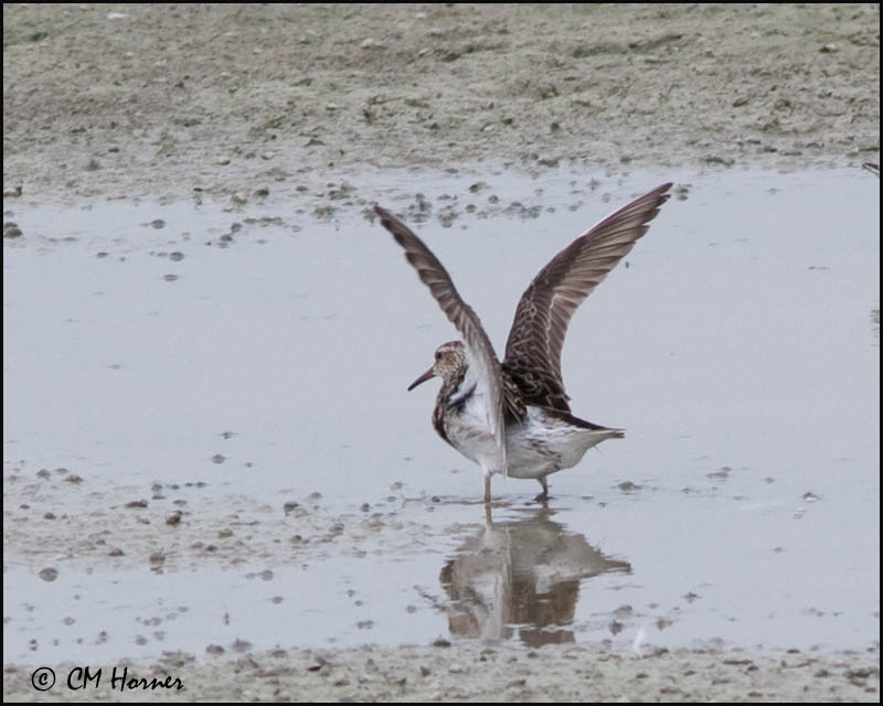 2640 Pectoral Sandpiper.jpg