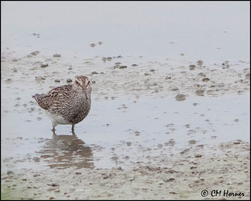2642 Pectoral Sandpiper.jpg