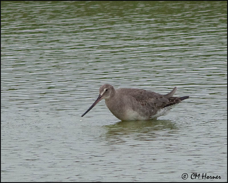 2644 Hudsonian Godwit.jpg