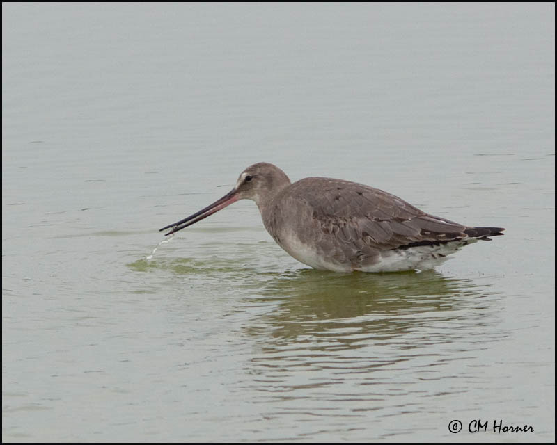 2657 Hudsonian Godwit.jpg