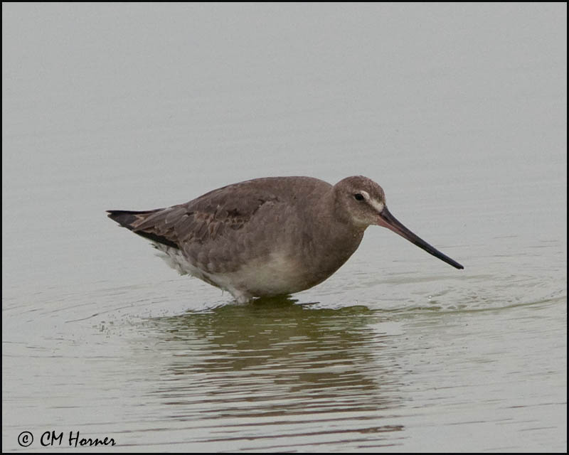 2715 Hudsonian Godwit.jpg