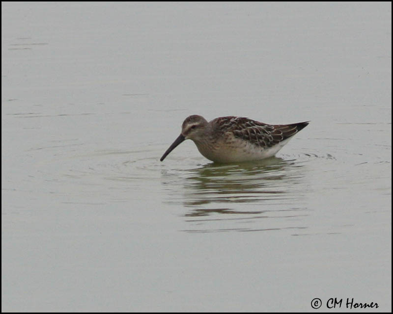 2730 Stilt Sandpiper.jpg
