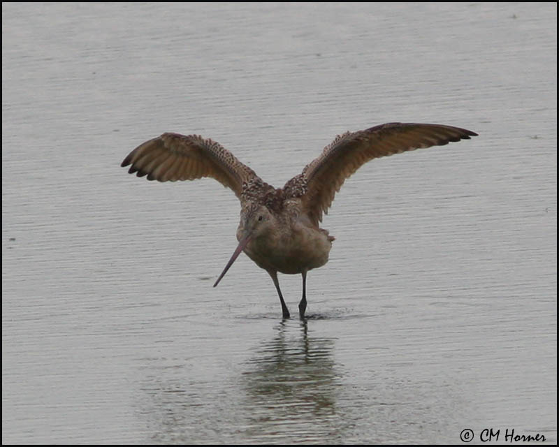 2762 Marbled Godwit.jpg