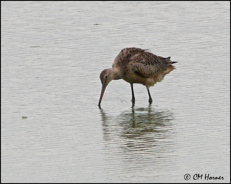 2771 Marbled Godwit.jpg