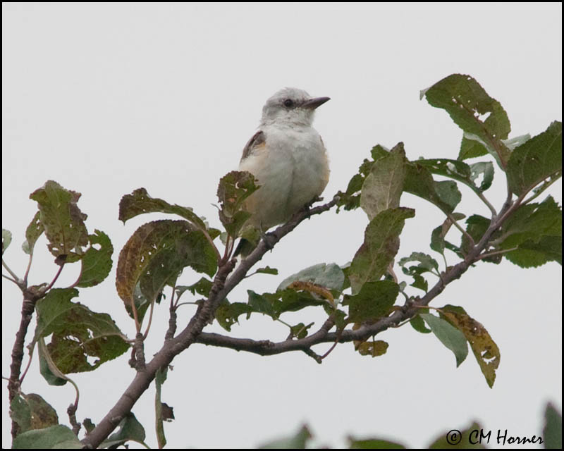 2811 Scissor-tailed Flycatcher.jpg