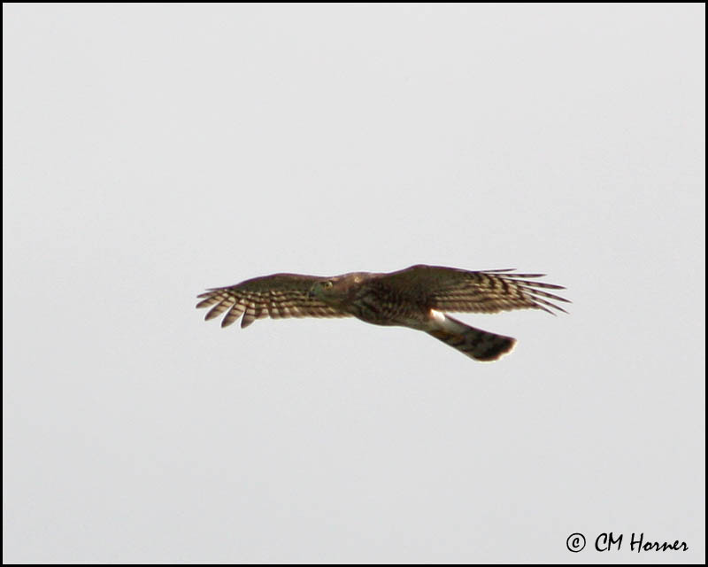 2856 Sharp-shinned Hawk.jpg