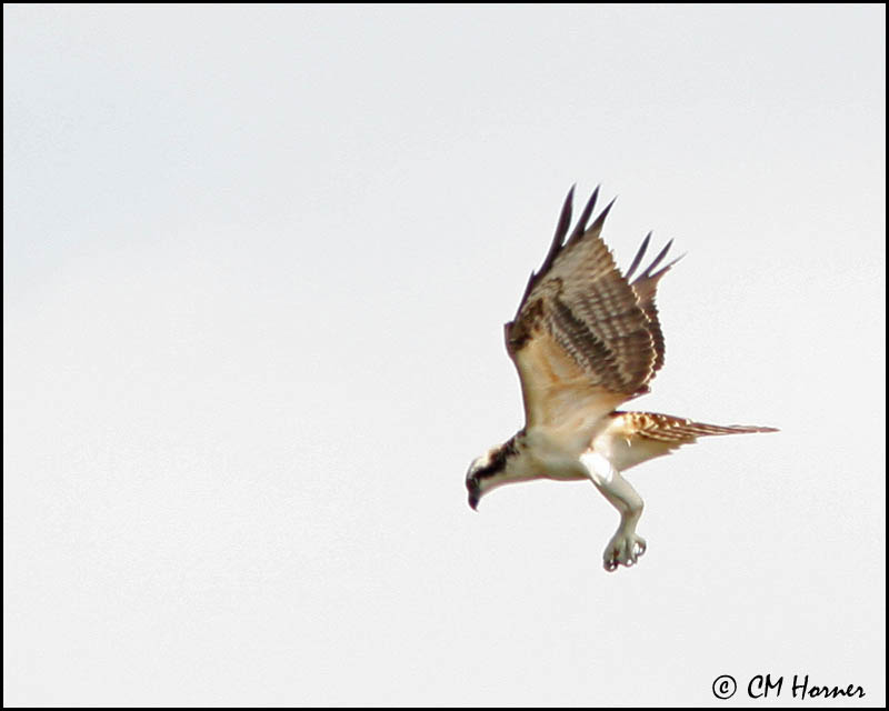 2877 Osprey.jpg