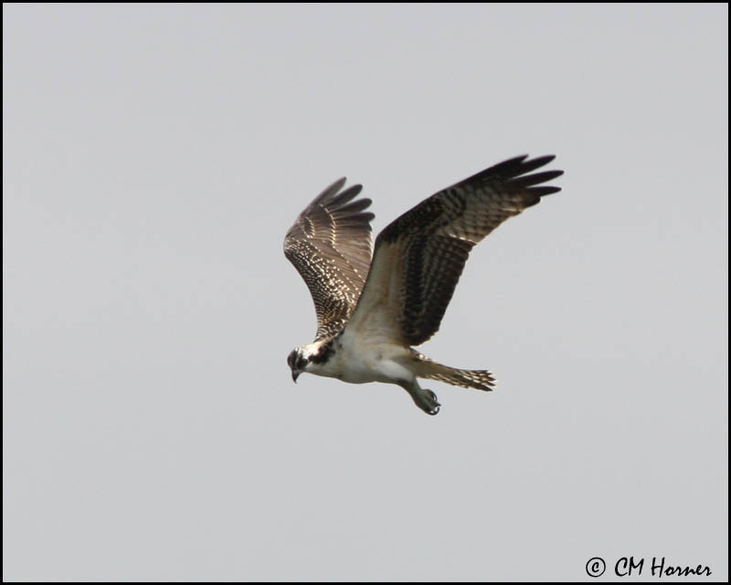 2895 Osprey.jpg