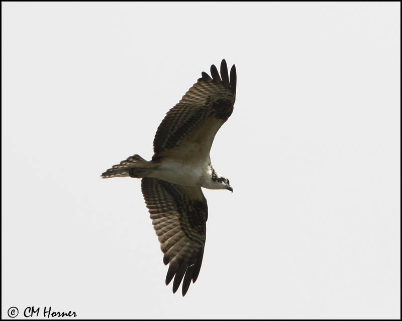 2906 Osprey.jpg