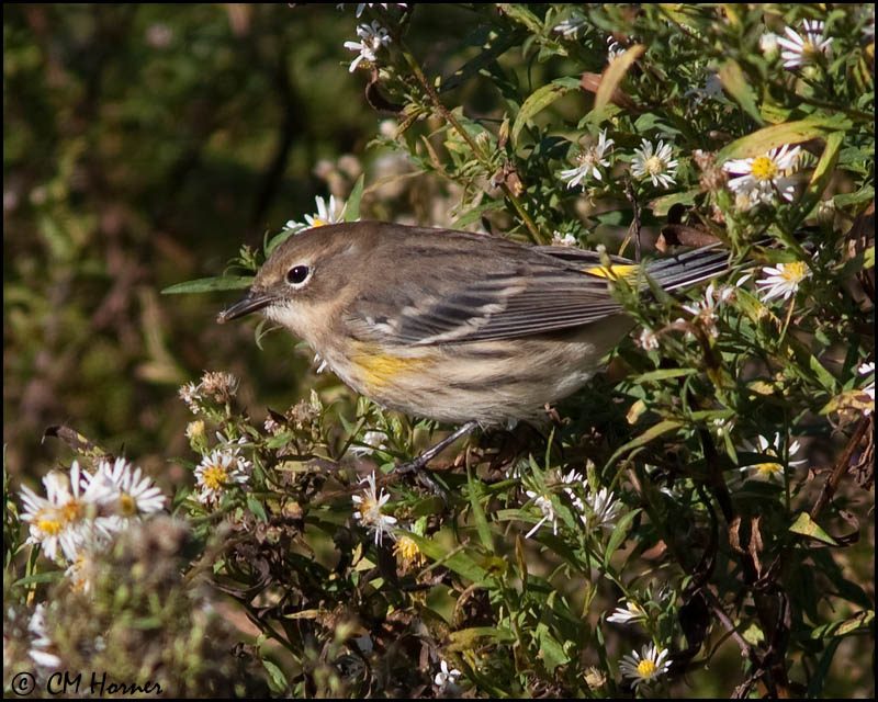 2997 Yellow-rumped Warbler.jpg