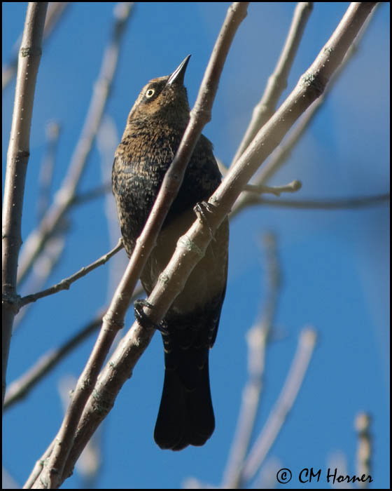 3014 Rusty Blackbird.jpg