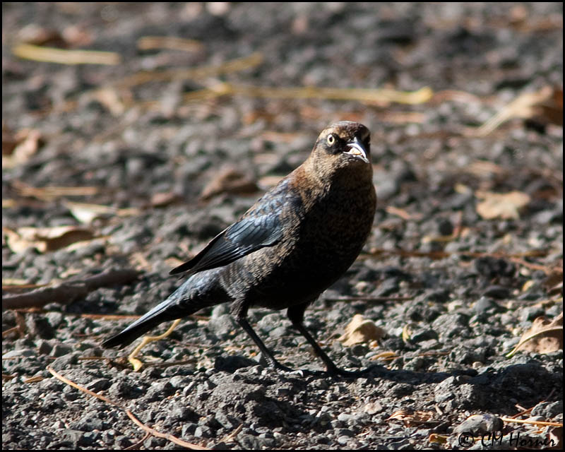 3016 Rusty Blackbird.jpg