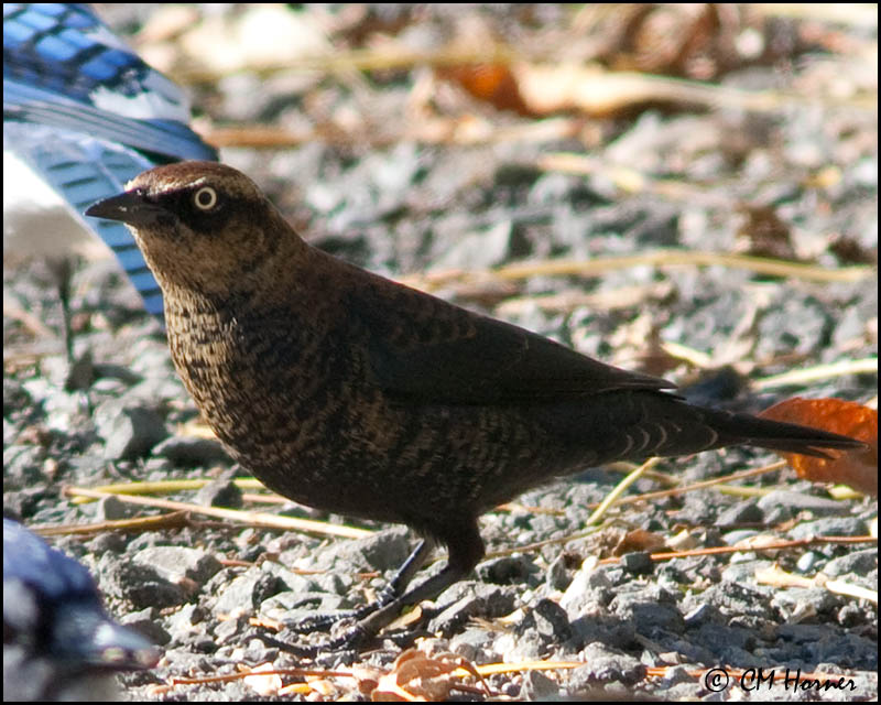3020 Rusty Blackbird.jpg