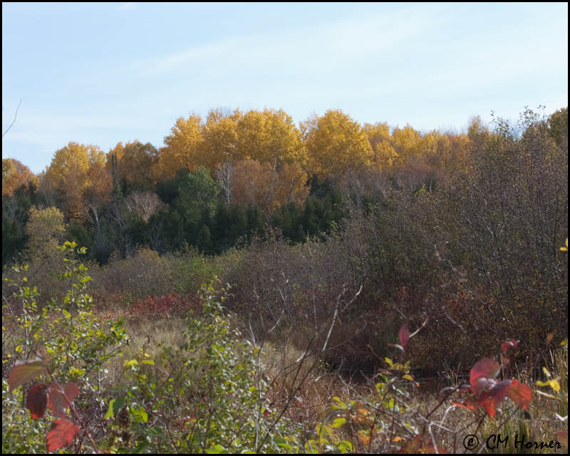 3114 Fall colours.jpg