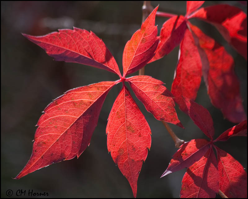 3178 Virginia Creeper.jpg