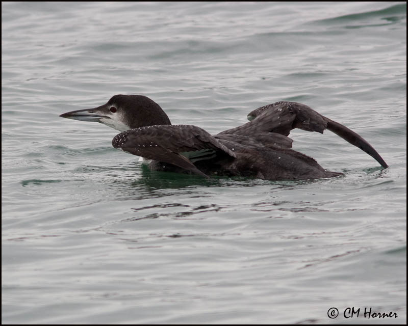 3303 Common Loon.jpg