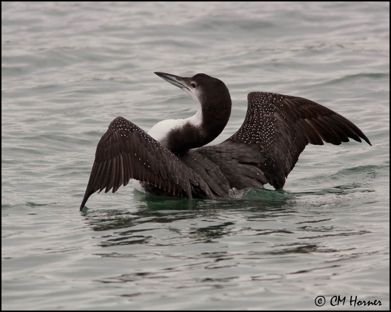 3304 Common Loon.jpg