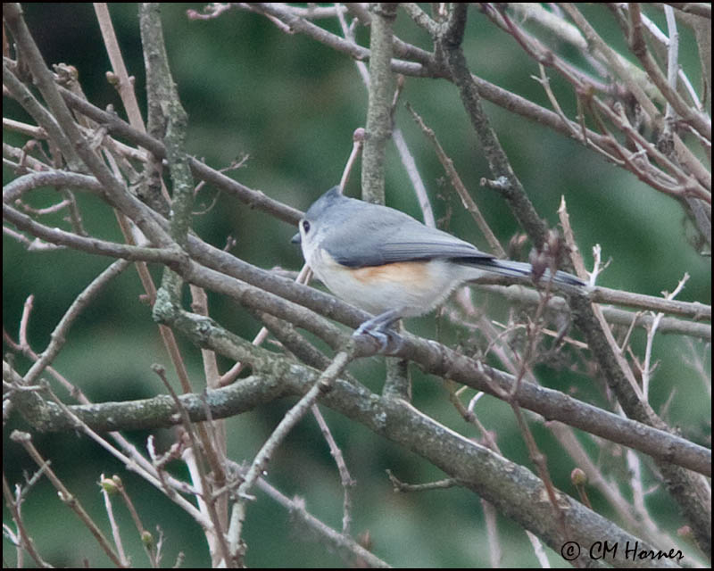 3386 Tufted Titmouse.jpg