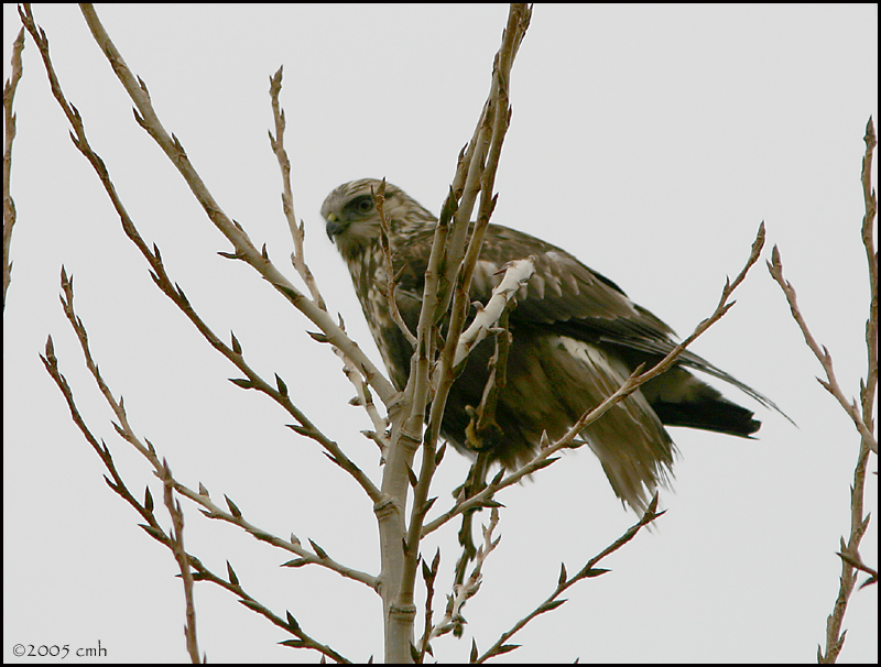 Rough-legged Hawk light morph 888.jpg