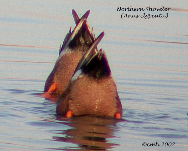 Northern Shoveler DSCN4895.jpg