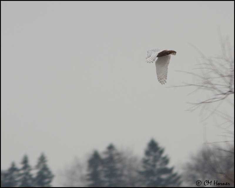 6221 Snowy Owl.jpg