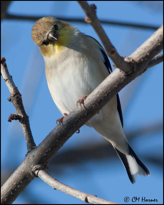 6337 American Goldfinch.jpg