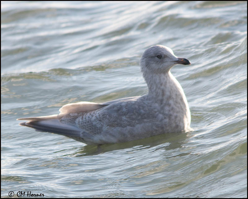 6398 Iceland Gull confirm id.jpg