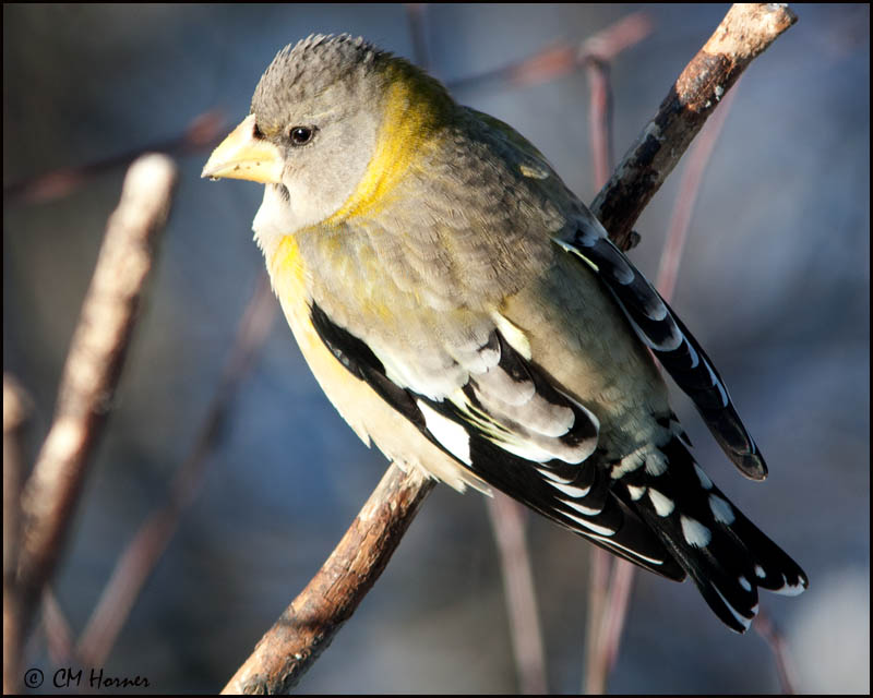 6506 Evening Grosbeak female.jpg