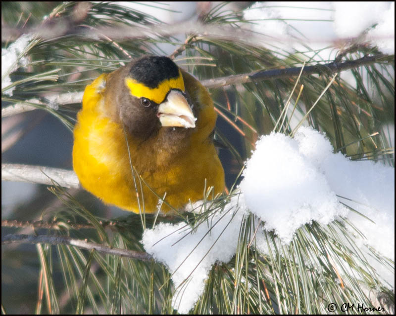 6546 Evening Grosbeak male.jpg