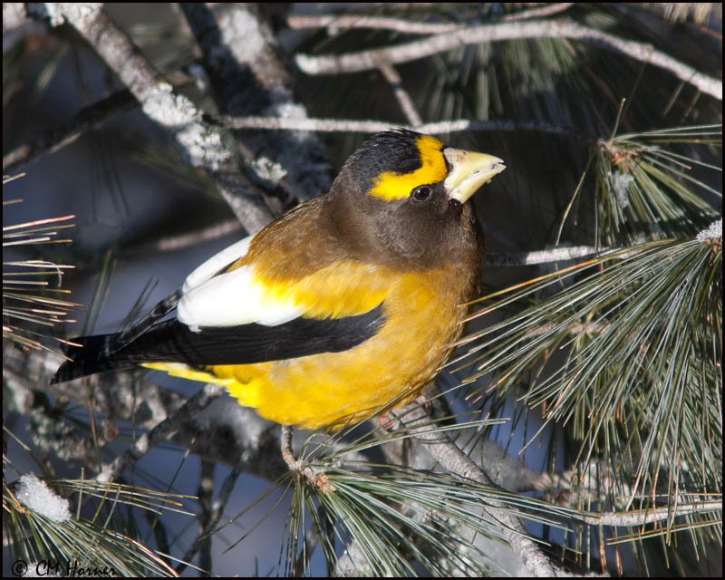 6580 Evening Grosbeak male.jpg