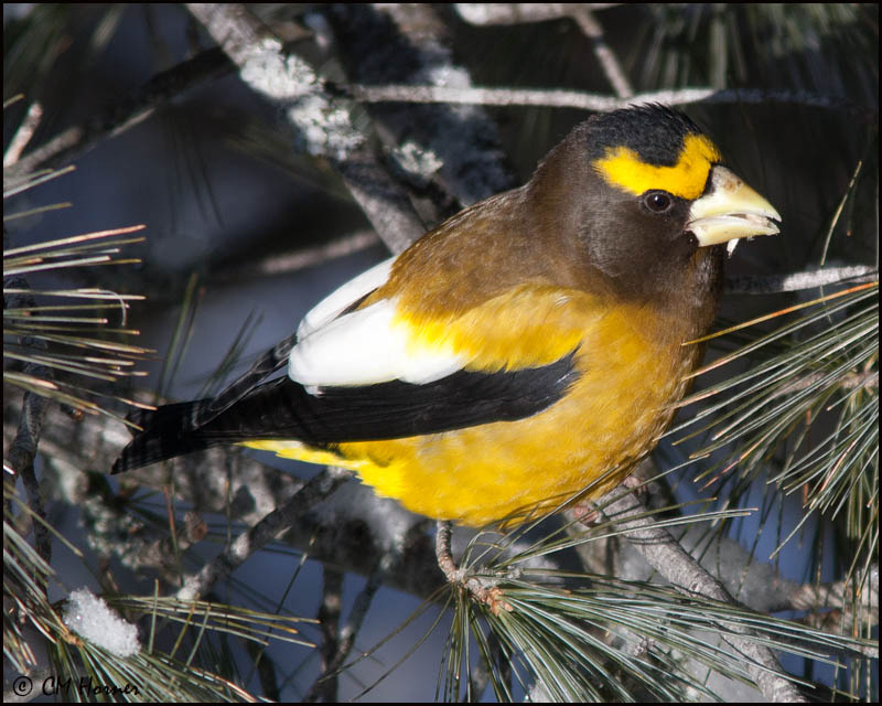 6582 Evening Grosbeak male.jpg