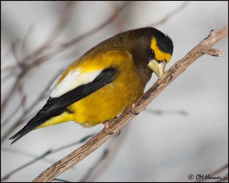 6591 Evening Grosbeak male.jpg
