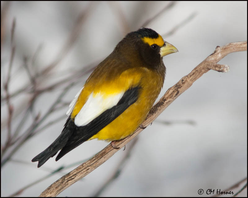 6592 Evening Grosbeak male.jpg