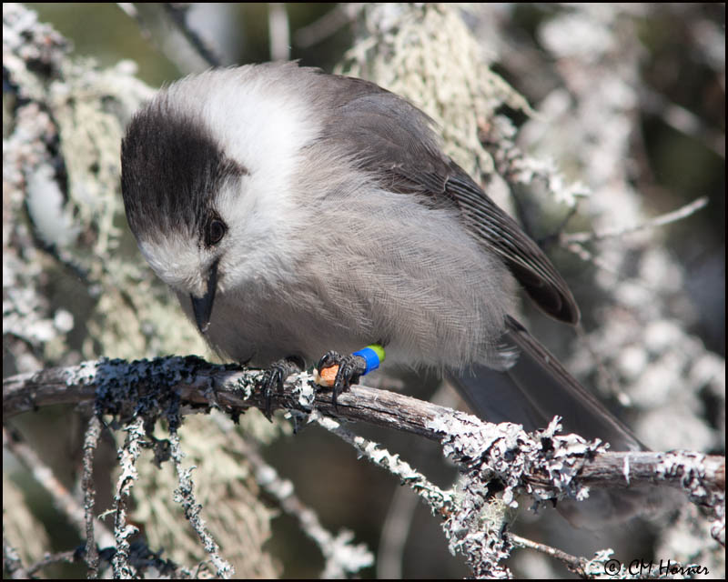 6635 Gray Jay.jpg