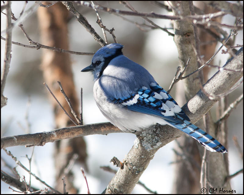 6730 Blue Jay.jpg