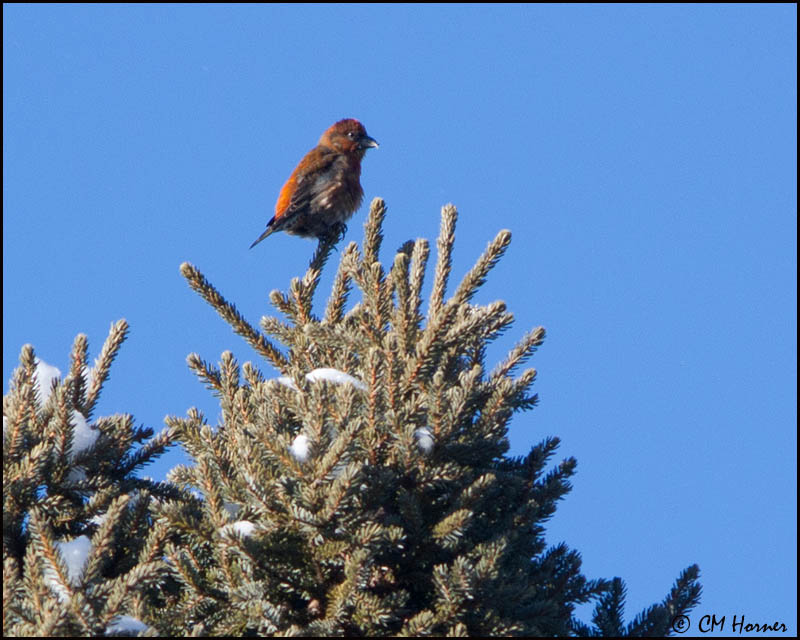6806 Red Crossbill male.jpg
