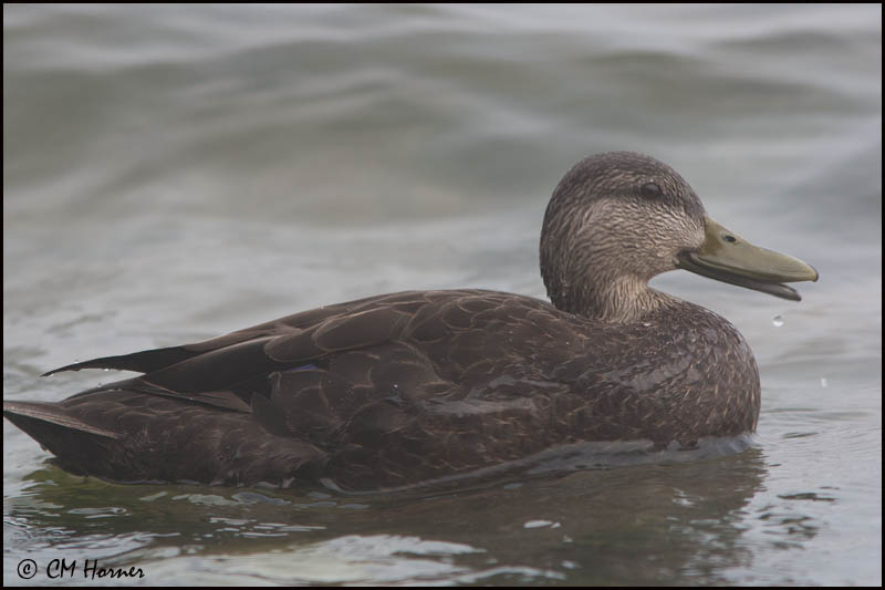 6866 American Black Duck.jpg