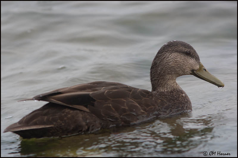 6869 American Black Duck.jpg